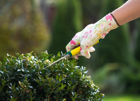 Operator trimming a suburban hedge in Chislehurst
