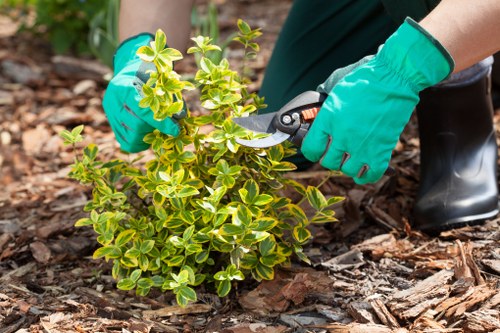 Chipped green waste being collected from a Victorian garden