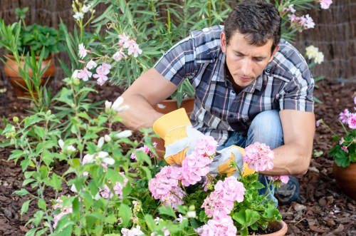 Seasonal tree care in Chislehurst