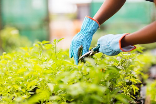 In a well-lit greenhouse environment, a gardener wearing blue protective gloves is shown trimming dense, vibrant green hedge plants with pruning shears. The hedge is situated in a structured garden space with a neatly maintained lawn in the foreground, featuring short, lush grass. Behind the hedge, there are tall, leafy trees and shrubs, providing a natural backdrop. The paving or garden pathway is partially visible near the bottom right, and the overall scene suggests careful, professional gardening work aimed at maintaining garden boundaries and plant health. The natural daylight highlights the bright green tones of the foliage, and the organized layout reflects a landscaped outdoor space typical of professional gardening services in Chislehurst, indicating attention to detail in hedge trimming and garden upkeep.